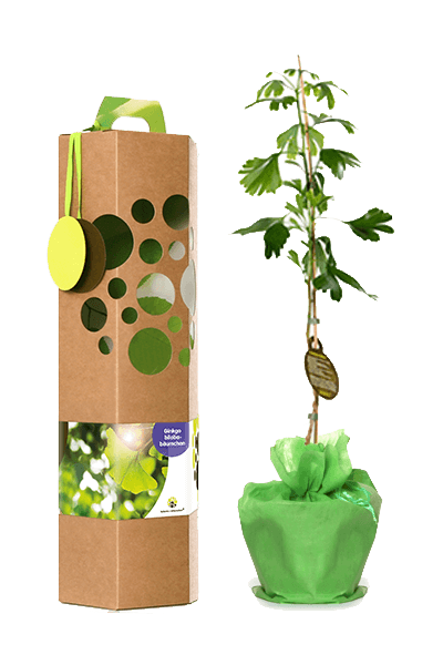 Ginkgo als Weihnachtsgeschenk für Kunden